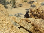 JT, chuckwalla, Mastodon Peak35 3-15 - Copy.JPG